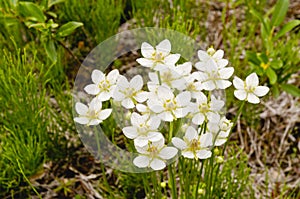 Flowers in the tundra