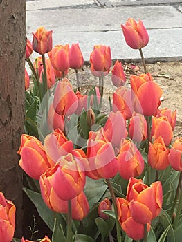 Turkish tulips photo