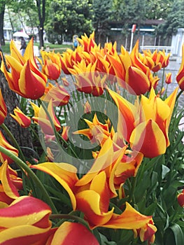 Turkish tulips photo