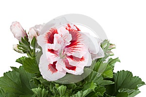 Flowers of a two-color geranium