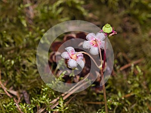 Flowers of Umbellate Wintergreen, Pipsissewa, or Prince`s pine, Chimaphila umbellata, close-up, selective focus