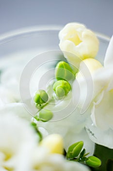 Flowers and unblown buds of white freesia, different focus