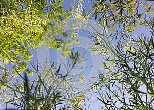 flowers under the blue sky.