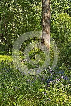 Flowers under an cottonwood tree in summer