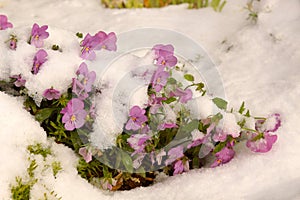 Flowers under the fresh snow