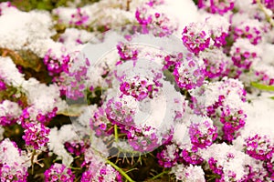 Flowers under the fresh snow