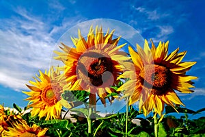 Flowers under sky