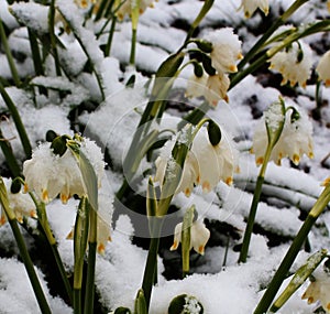 flowers under snow