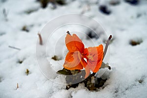 Flowers under the snow. Image of pansies under the snow