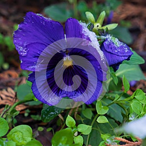 Flowers under the snow. Pansies