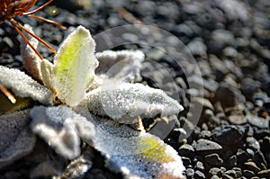 Flowers under white snow in winter closeup, New Zealand.