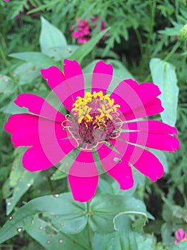 Tropical flowers in bloom, brauty of sri lanka