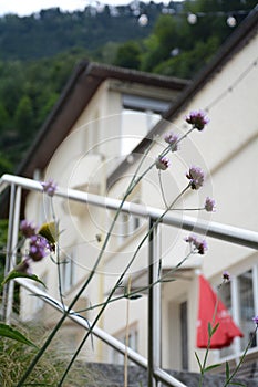 flowers in Vaduz, Liechtenstein