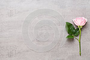 Flowers valentine day composition. Frame made of pink rose on gray background. Flat lay, top view, copy space