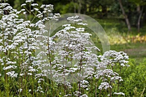 Flowers of Valeriana Officinalis or Valerian plant photo