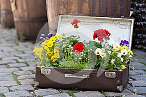 Flowers in valise