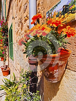 Flowers in Valldemosa on Majorca photo
