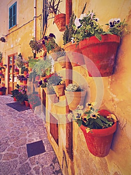 Flowers in Valldemosa on Majorca photo