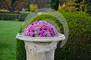 flowers in a vase in an italian formal garden. the container
