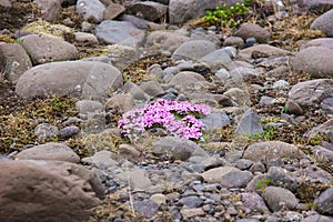 Flowers at VatnajÃ¶kull Glacier