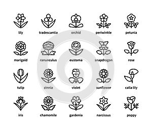 Flowers vector line icons. Isolated icon collection on white background. Vector symbol set of flowers