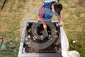 Flowers and vegetable planted in the recycle wooden box. The box was arranged and stacked nicely in the slanted rack. the gardener