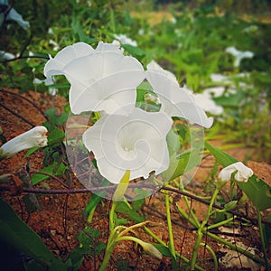 White Morning glory Flowers photo
