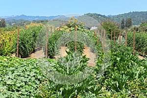 Gardening at a Napa Valley winery