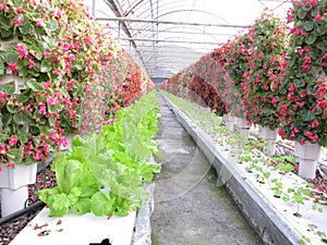 Flowers and vegetables in Greenhouses photo