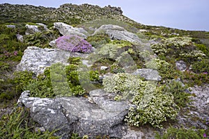 Flores a vegetación en más cercano capa de bien esperanza 