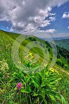 Květiny ve Velké Fatře v sedle Úplaz