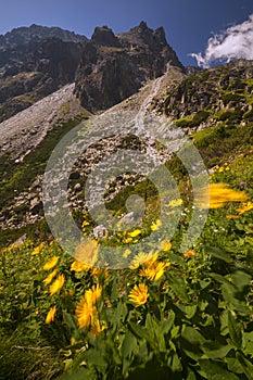 Flowers at Velka Studena valley