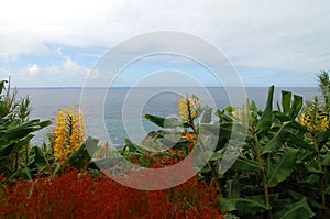 Flowers ver the coast of the Azores photo