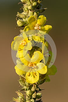 Flowers of the Verbascum phlomoides