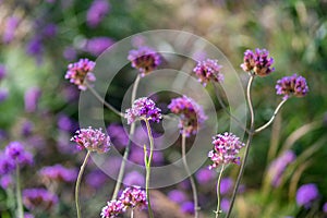 The flowers of verbena bonariensis also known as Argentinean verbena, or purple, bush verbena, sweet verbena blooms in garden.