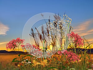 Flowers verbs and grass on meadow field at sunset nature landscape