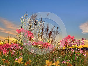 Flowers verbs and grass on meadow field at sunset nature landscape