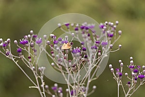 Flowers of Vernonia leopoldi