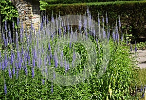 Flowers of Veronica Longifolia in the garden.