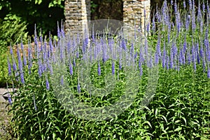 Flowers of Veronica Longifolia in the garden.