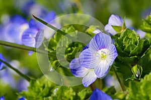 Flowers of Veronica persica, birdeye