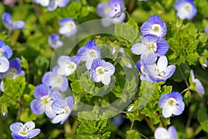 Flowers of Veronica persica, birdeye