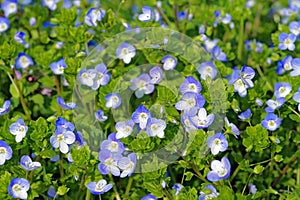 Flowers of Veronica persica photo