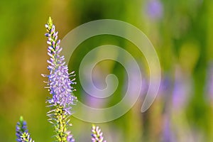 Flowers Veronica. Veronica - genus of flowering plants in the family plantaginaceae