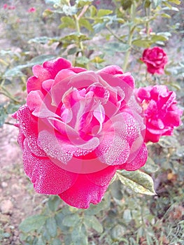 Rose flowers very good beautiful nice romantic love lovely colors Denise great pictures photo