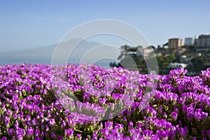 Flowers and Vesuvius on a background