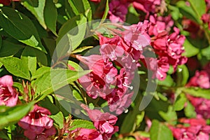 Flowers of a veygela garden Weigela Thunb.