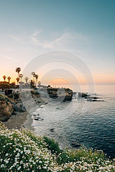 Flowers and view of a beach at sunset, in La Jolla, San Diego, California