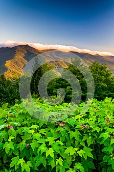 Flowers and view of the Blue RIdge at sunrise, seen from Mt. Mit