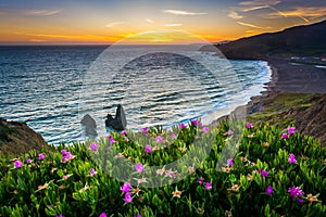 Flowers and view of Rodeo Beach at sunset